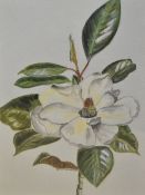 Fancy Zomar (contemporary), watercolour depicting a white magnolia, within green mount and cream
