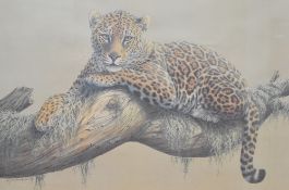 After Kim Brooks (British b.1936) colour print, Leopard resting on a tree branch, within a card