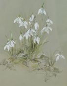 Susan Murphy (Scottish 20th/21st century) pencil, watercolour and bodycolour botanical study '