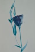A set of four polychrome floral prints, each within a broad card mount and stained wooden frame,