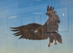 Mike Smith (20th Century) acrylic on board, depicting and eagle in flight, signed lower right within