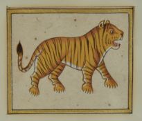 A vintage Indian school watercolour of a Bengal Tiger, unsigned within a broad stepped card mount