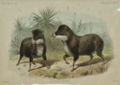 After Sydenham Edwards (1768-1819) engraved by John Scott (1774–1827) 'Quadrupeds Order Bellua Genus