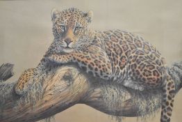 After Kim Brooks (British b.1936) colour print, Leopard resting on a tree branch, within a card
