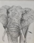 C E Rich (British, 20th Century) 'Elephant' pencil drawing, within step mount and dark wood frame,