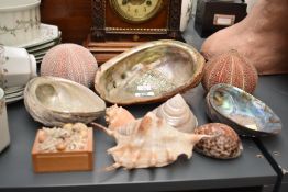 A large red Abalone seashell, w21cm, sold together with a N.Z Paua Shell, two Urchins and a wooden