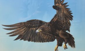 Mike Smith (20th Century) acrylic on board, depicting and eagle in flight, signed lower right within