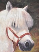 Artist unknown (20th century) oil on canvas, head and neck portrait of a pony 'Nelson 96' unsigned