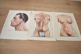 A set of three early 20th century Anatomy diagrams/illustrations of the human body, h23.5cm