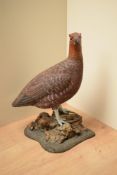 A hand carved and painted Grouse study by Mike Wood, having date 'Feb 2005' and signature to