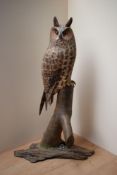 A hand carved and painted Long Eared Brown Owl study by Mike Wood, having date '04/2001' and