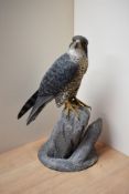 A hand carved and painted Perigrine Falcon study by Mike Wood, having date '4/98' and signature to