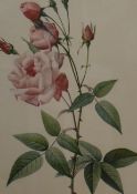 After Pierre-Joseph Redouté (Belgian 1759-1840) a pair of modern reproduction colour prints,