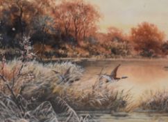 Joseph Halford Ross (British 1866-1909) watercolour, ducks taking flight within an autumnal river