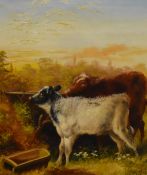 A 19th century English school oil on canvas, cow and calf within a rural landscape, unsigned, within