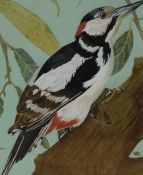 An early 2oth century ornithological watercolour, Great Spotted Woodpecker, Dendrocopos Major,