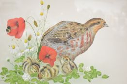 J.R Morris (British 20th century) watercolour, detailed study of a partridge and chicks, with