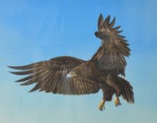 Mike Smith (20th Century) acrylic on board, depicting and eagle in flight, signed lower right within