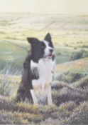 After Steven Townsend (British b.1955) a pair of limited edition colour sheep dog/border collie