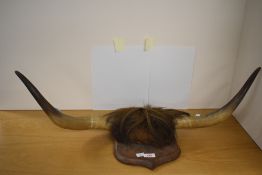 A small set of cow horns measuring 79cm tip to tip