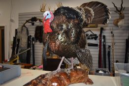 A Taxidermy study of a Rio Grande Turkey from the USA has previously been displayed in a taxidermy