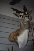 A taxidermy study of a Black buck Antelope from the USA