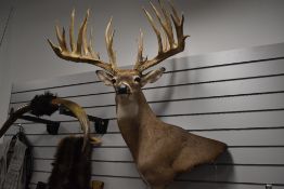 A Taxidermy study of a White Tailed Deer from the USA with a 333 inch score has previously been