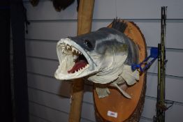A taxidermy study of a zander head mounted on a wooden shield