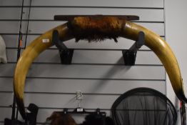 A set of horns from a highland cow mounted on a wooden plinth measuring 115cm tip to tip