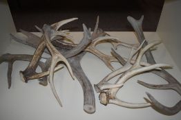 A selection of weathered deer/ moose antlers