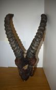A set of Ibex horns and skull