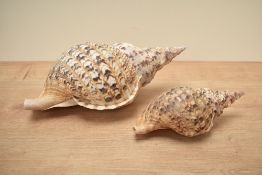 A Charonia Triton shell, w36cm, sold together with 1 other, (2)