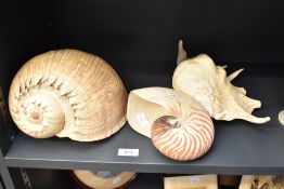 Three large shell specimens, comprising a large Melon Baler, Nautilus and Lambis Truncata of giant