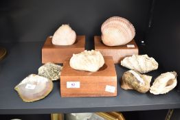 A Turbinidae sea shell, h6cm x w9cm, sold together with 7 other sea shells, (8)