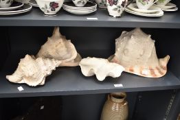 A Cassis Cornuta sea shell, h23cm, sold together with 3 others, (4)