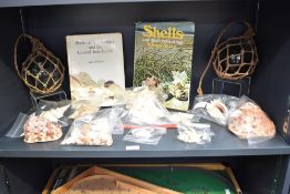 An interesting collection of shell specimens, to include Bursa, Bursa Rana, Strombus Sinuatus,
