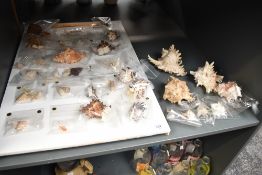 A family of sea shells, to include Bursidae, septa rubecula and adustus murex ect (approx. 32)