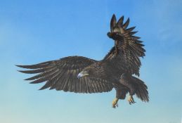 Mike Smith (20th Century) acrylic on board, depicting and eagle in flight, signed lower right within