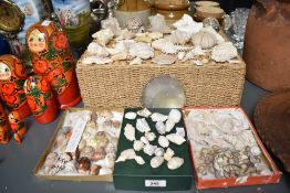 A 50 year old seashell collection, to include a Tiger Cowrie shell, h5cm and a Mimachlamys shell