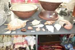 A group of sea shells, largest measuring width 29cm