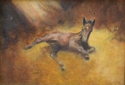 Artist unknown, a 20th century oil on board, study newly born foal, initialled DW lower right,