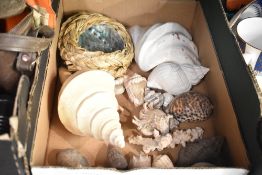 A small selection of sea shells and coral.