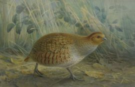 Johannes Gerardus Keulemans (Dutch 1842-1912) watercolour, study of a grey partridge within a