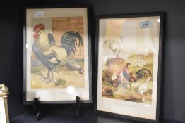 Two cockral pictures, signed lower left, h27cm