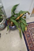 A 20th Century blue and white planter , chinese design cracked ice and prunus , and plant