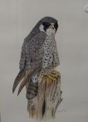 P.Bramwell (British 20th Century) Watercolour, a large attractive piece depicting a Peregrine Falcon