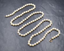 A long string of cultured pearls of even form, with yellow metal clasp stamped 9ct, 60' long