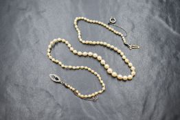 A string of graduated pearls with sapphire and diamond set clasp, the pearls of slightly uneven form