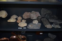 A selection of 22 fossils, featuring two fossilised trilobites from Morocco, Virgatosphinctoides