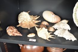 A group of sea shells, one nautilus shell, largest measuring width 29cm.